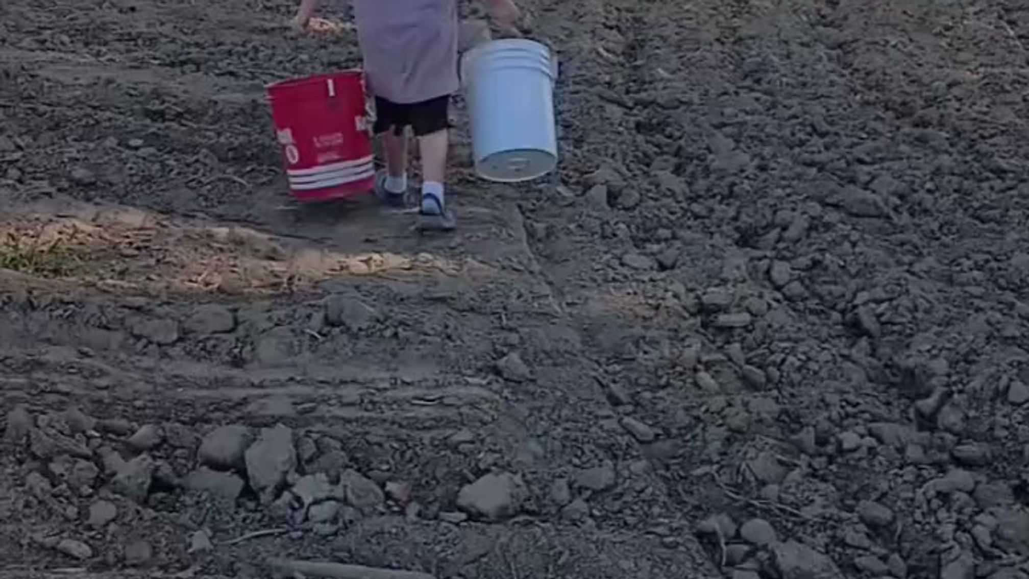 Picking Potatoes